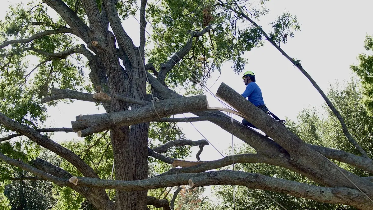 Professional Hazardous Tree Removal performed by certified arborists in Grosse Ile